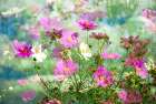 Composite of Cosmos Garden Art Print